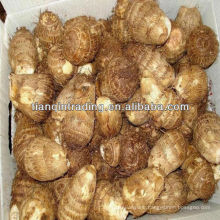 sell organic fresh taro